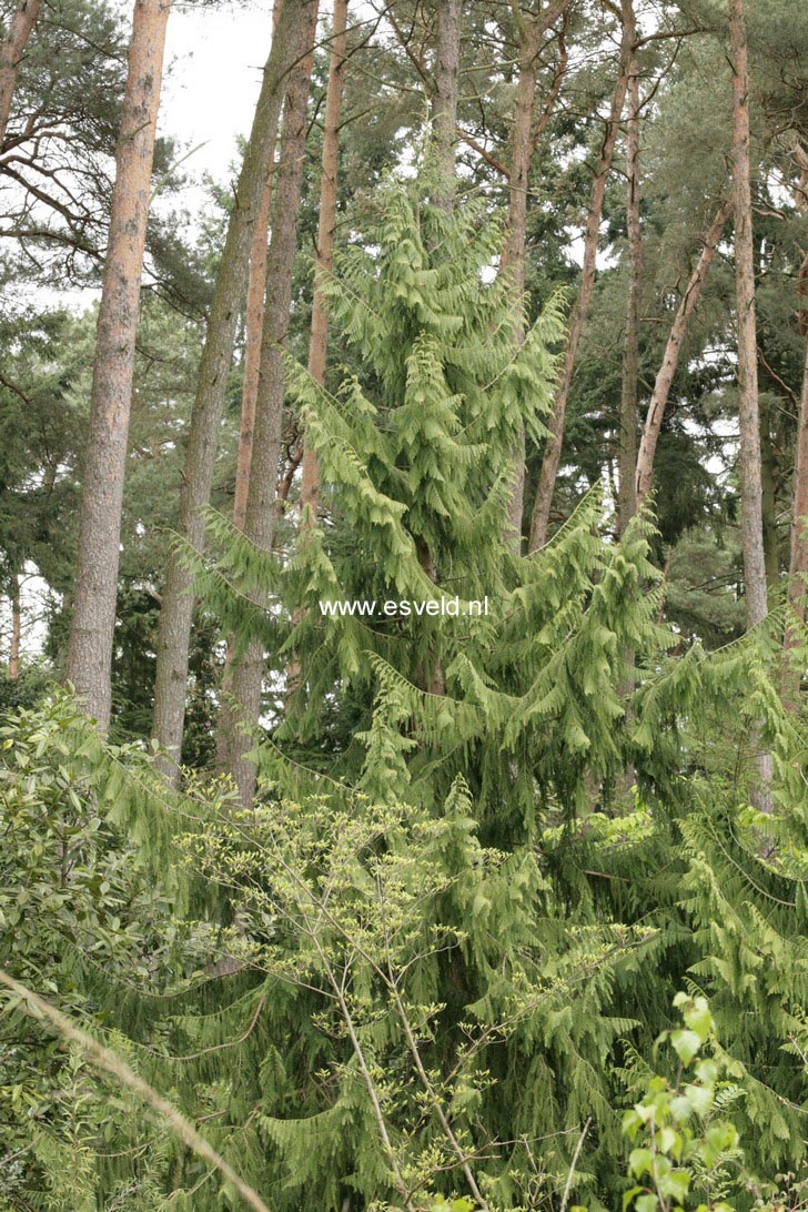 Taiwania cryptomerioides