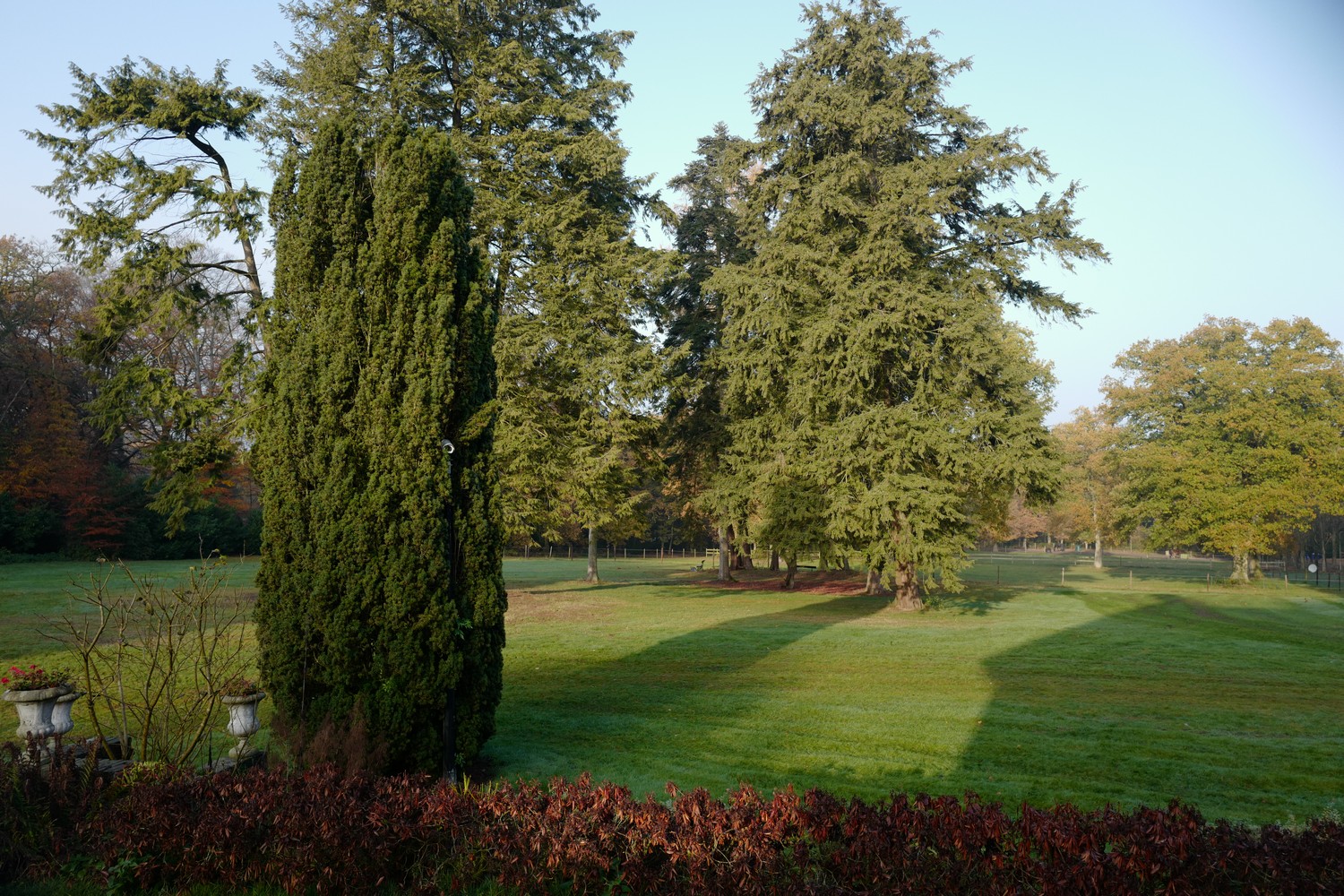 Taxus baccata 'Fastigiata'