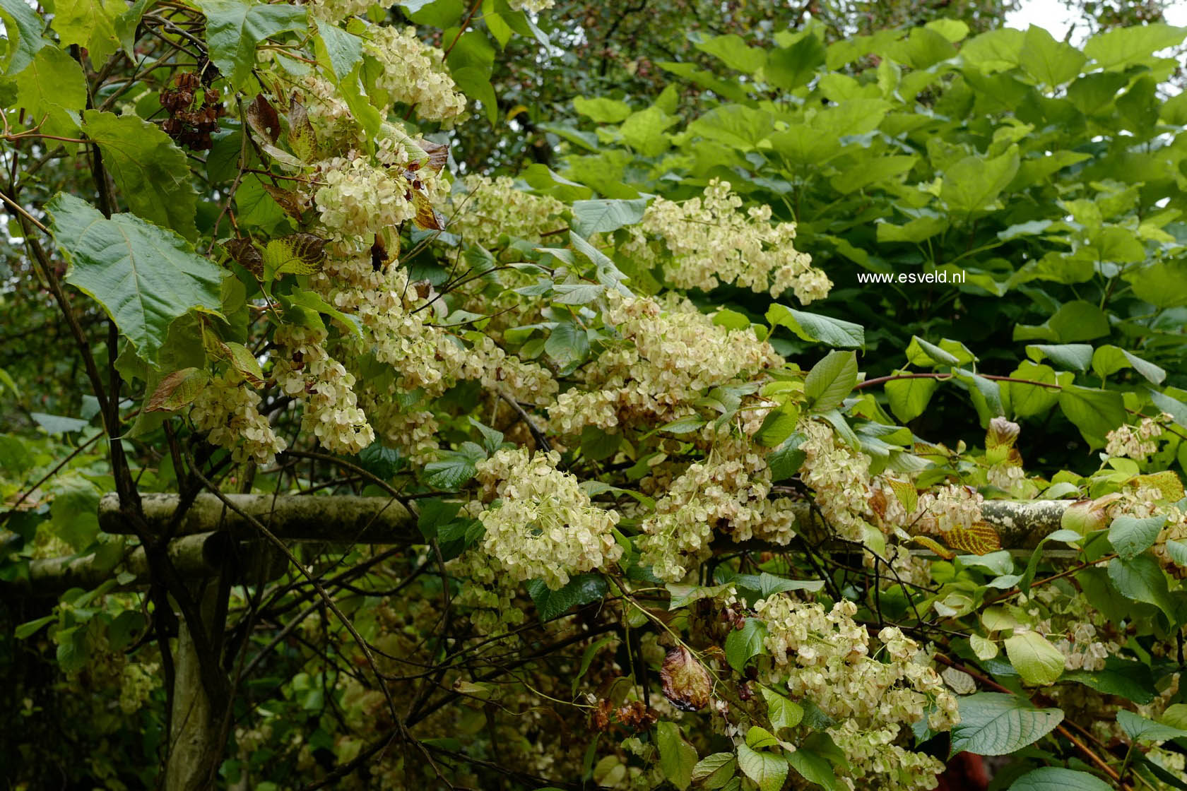 Tripterygium regelii