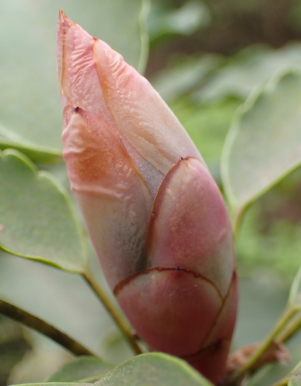 Trochodendron aralioides