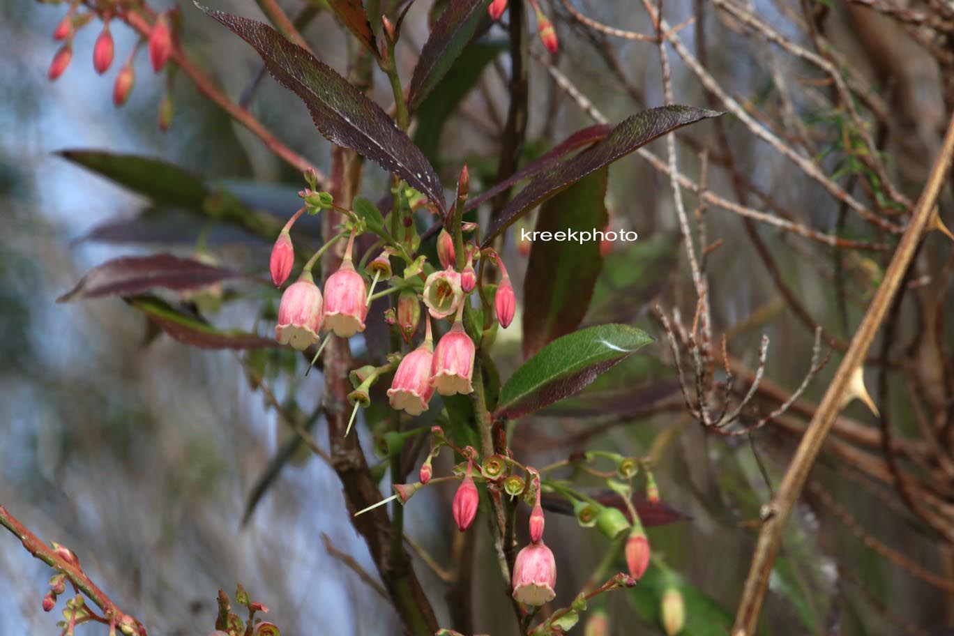 Vaccinium padifolium