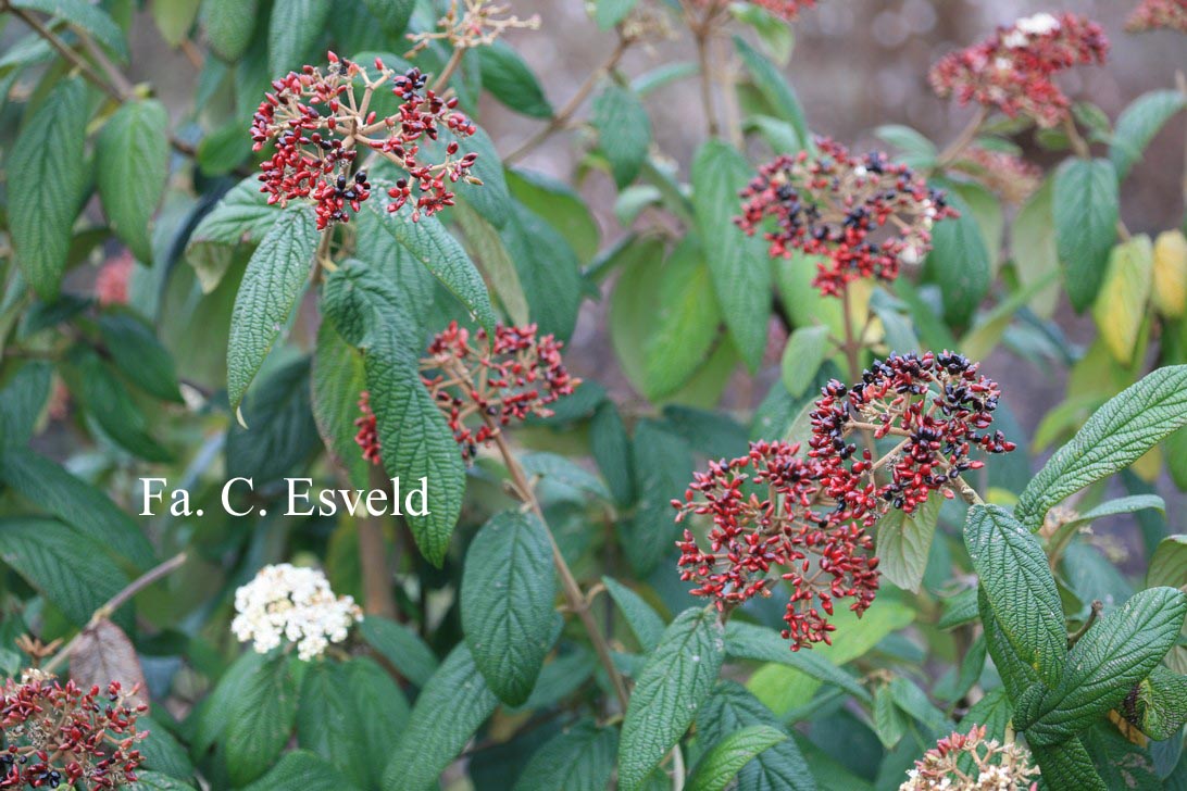 Viburnum rhytidophyllum 'Dart's Duke' (INTERDUKE)