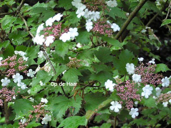 Viburnum sargentii 'Onondaga'