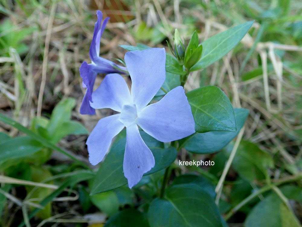 Vinca major