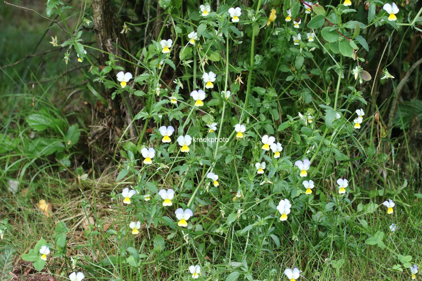 Viola cornuta