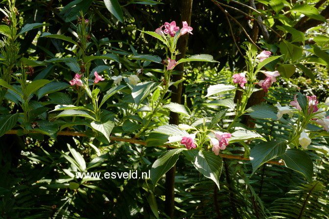 Weigela coraeensis