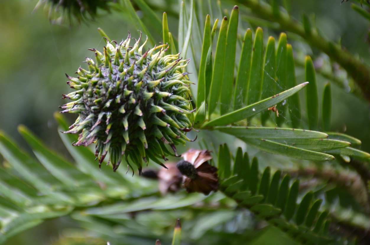 Wollemia nobilis