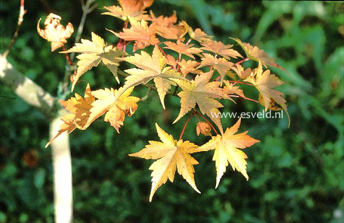 Acer tschonoskii var. australe