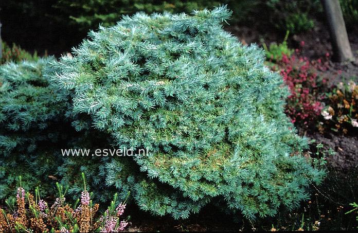 Larix kaempferi 'Wolterdingen'