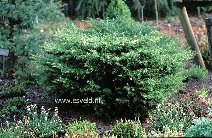 Cedrus libani 'Taurus'
