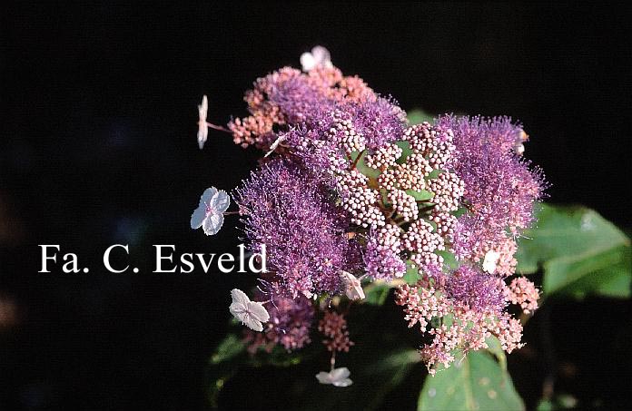 Hydrangea aspera 'Pink Giant'