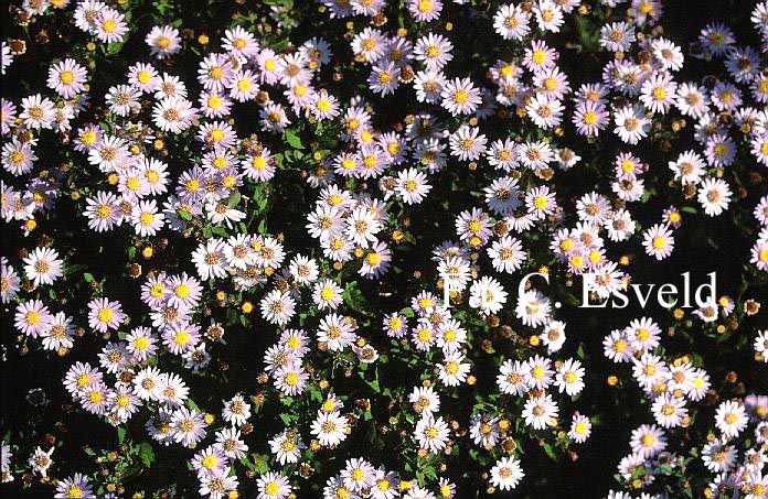 Aster ageratoides 'Stardust'