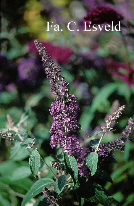 Buddleja 'Lochinch' (16480)