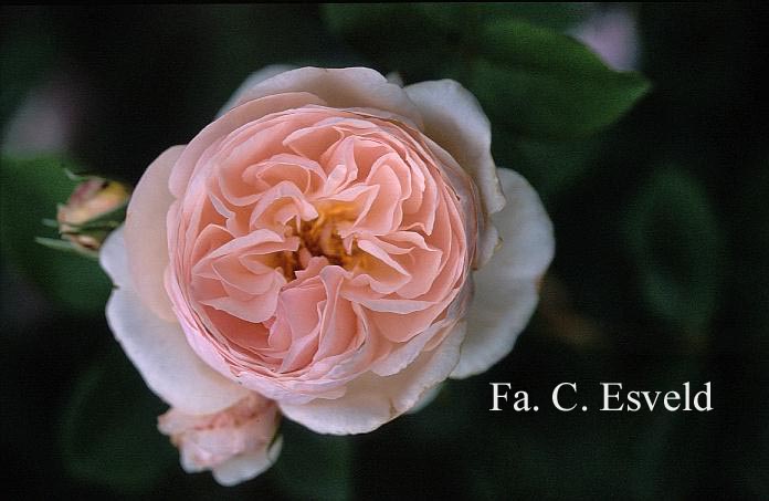 Rosa 'Ausblush' (HERITAGE) (16615)
