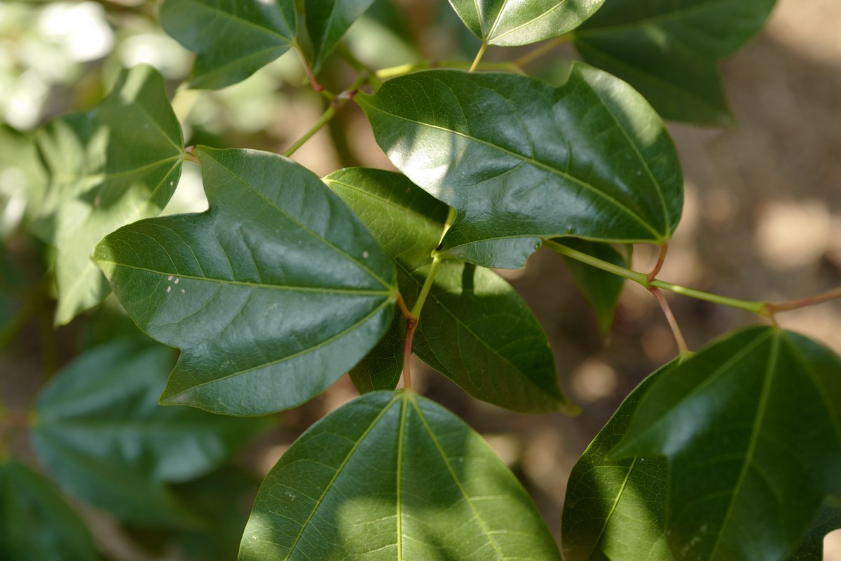 Acer calcaratum