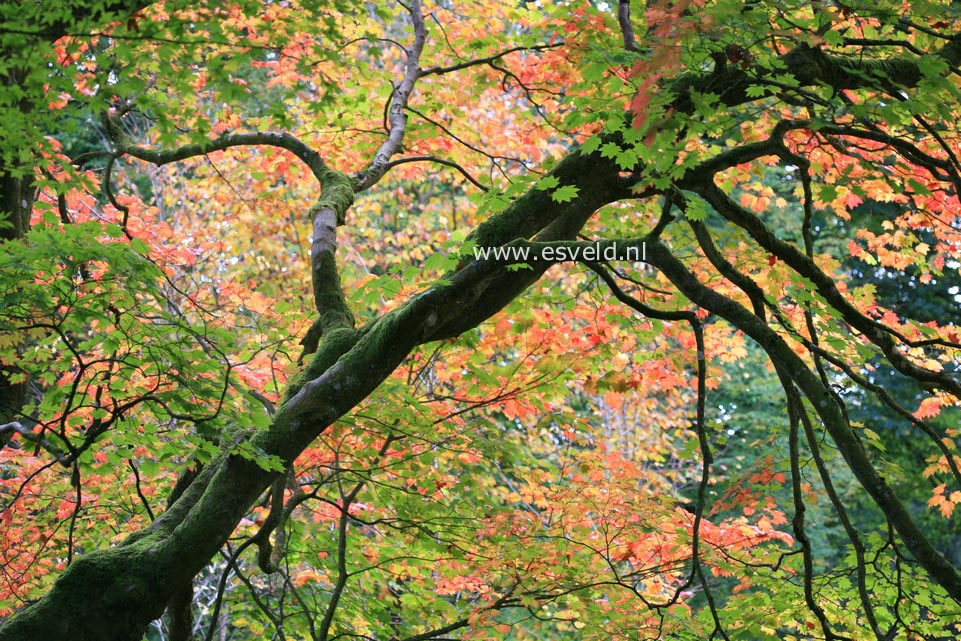 Acer japonicum