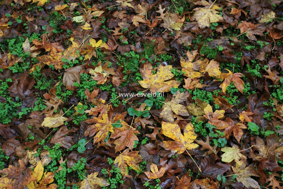 Acer macrophyllum
