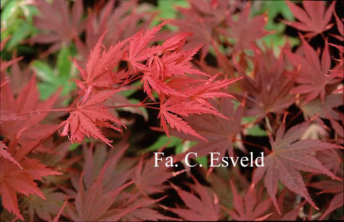Acer palmatum 'Azuma-murasaki'