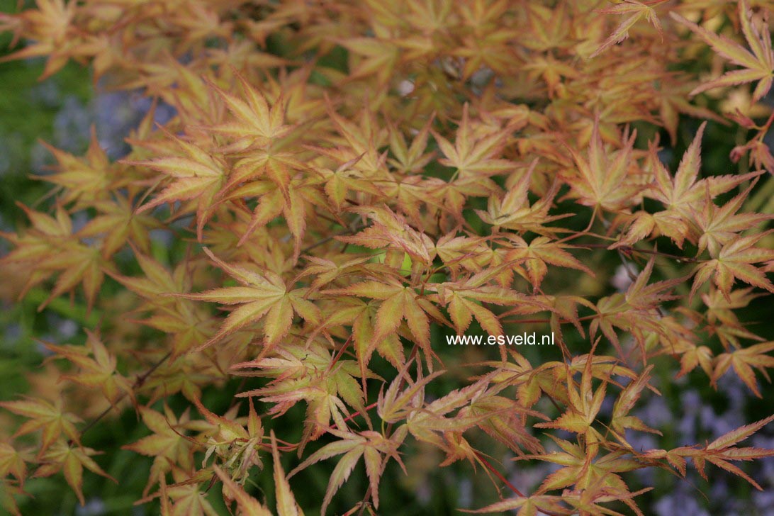 Acer palmatum 'Beni-tsukasa'