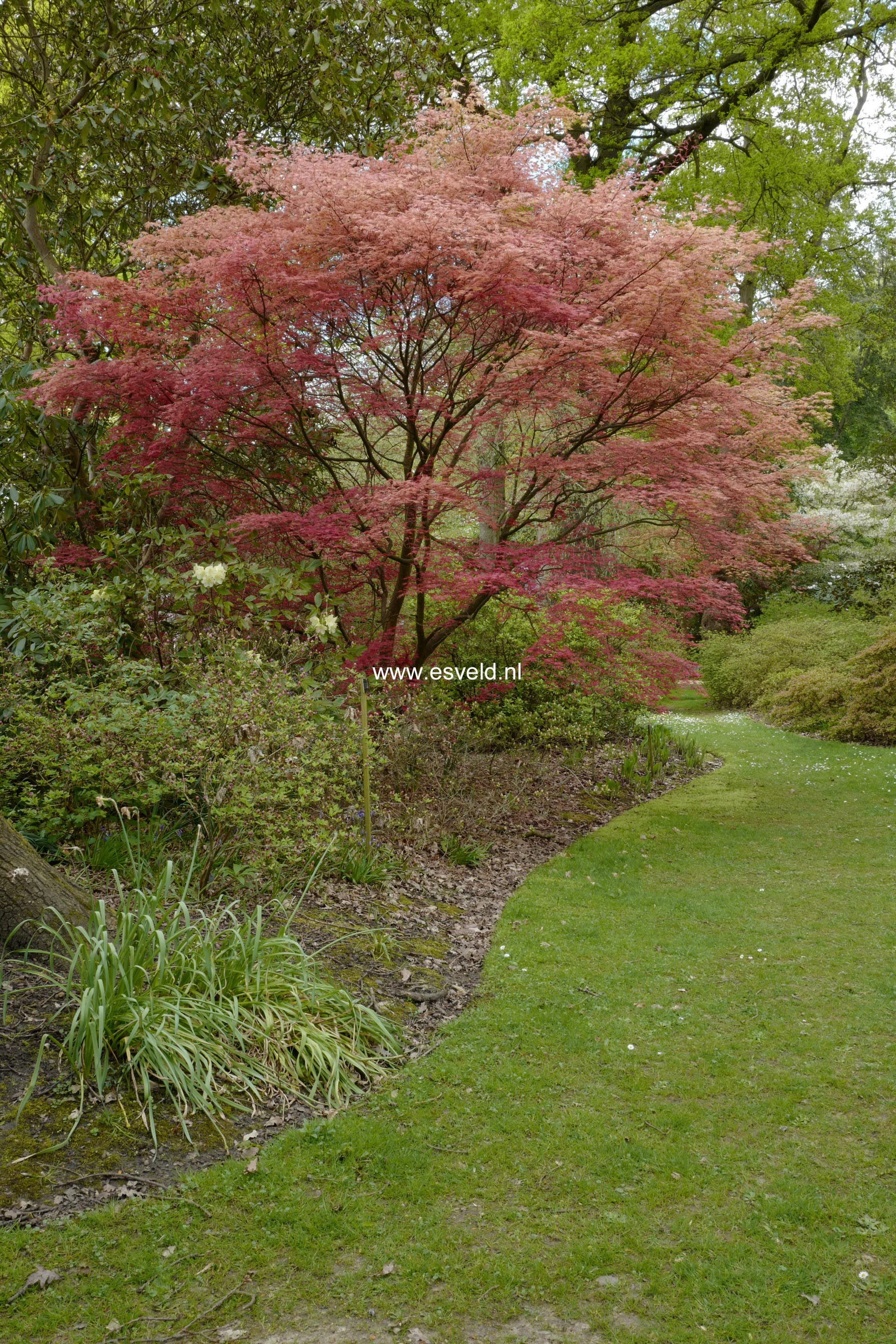 Acer palmatum 'Chishio Improved'