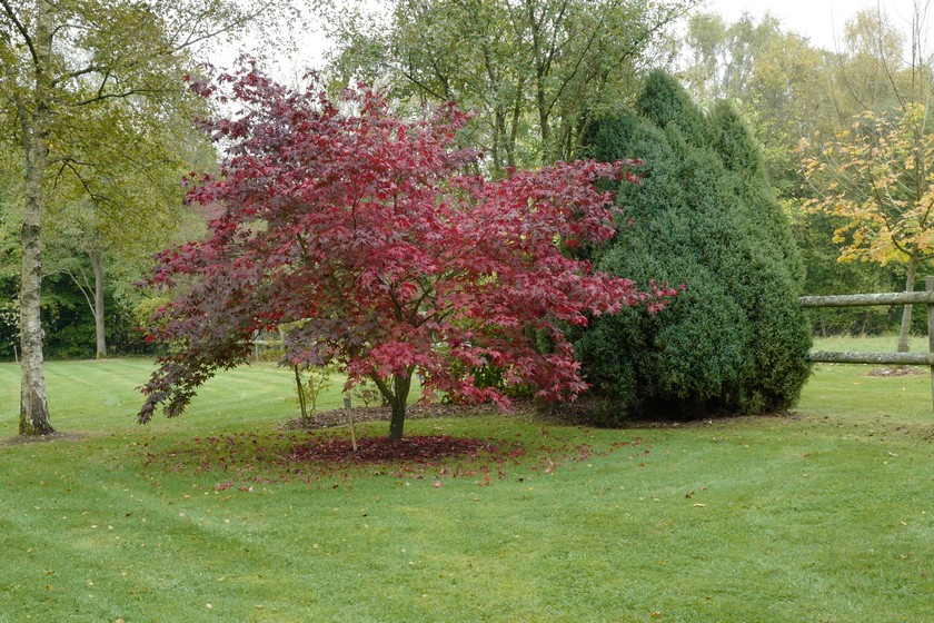 Acer palmatum 'Chitose-yama'