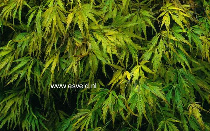 Acer palmatum 'Dissectum Paucum'