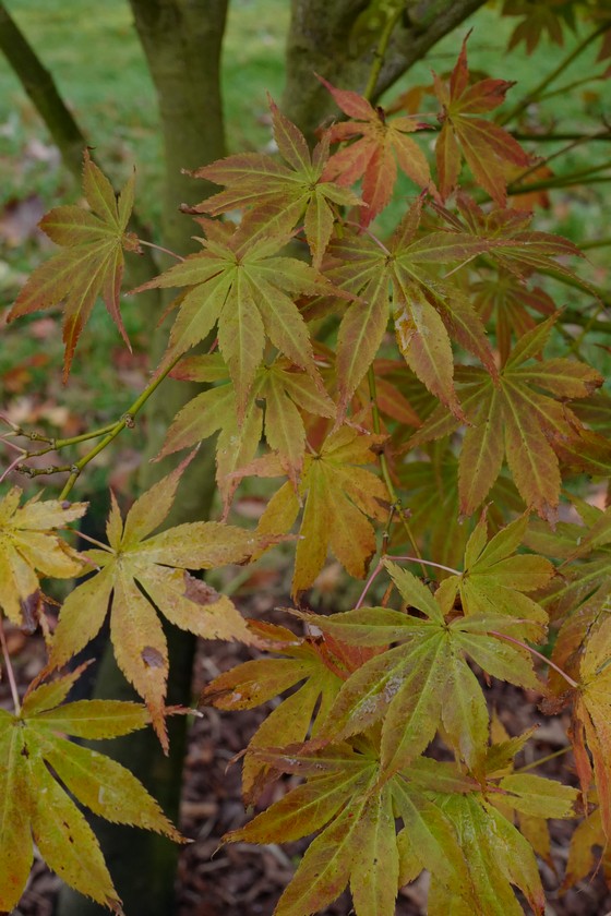 Acer palmatum 'Fior d'Arancio'