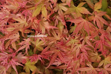 Acer palmatum 'Naniwa-beni'