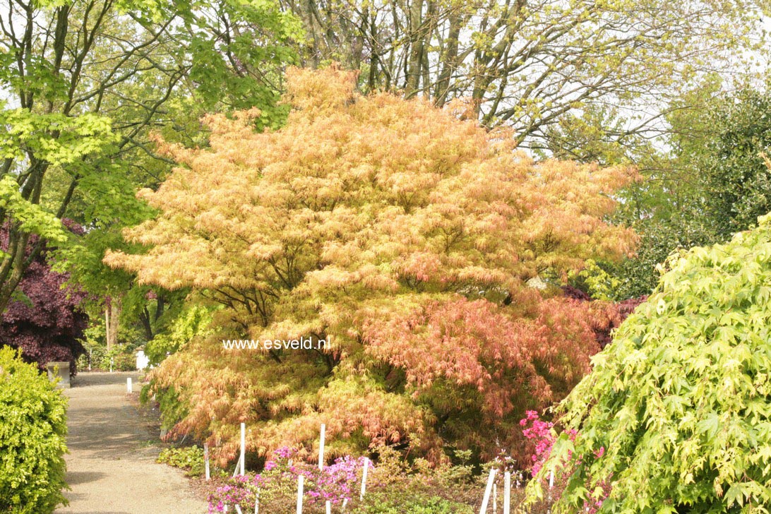 Acer palmatum 'Villa Taranto'