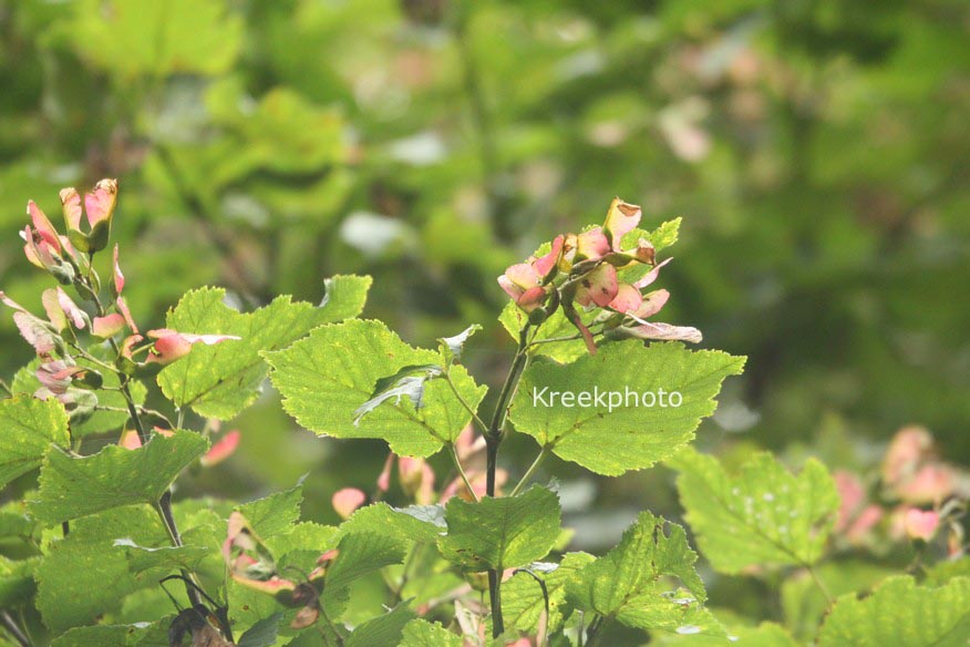 Acer tataricum