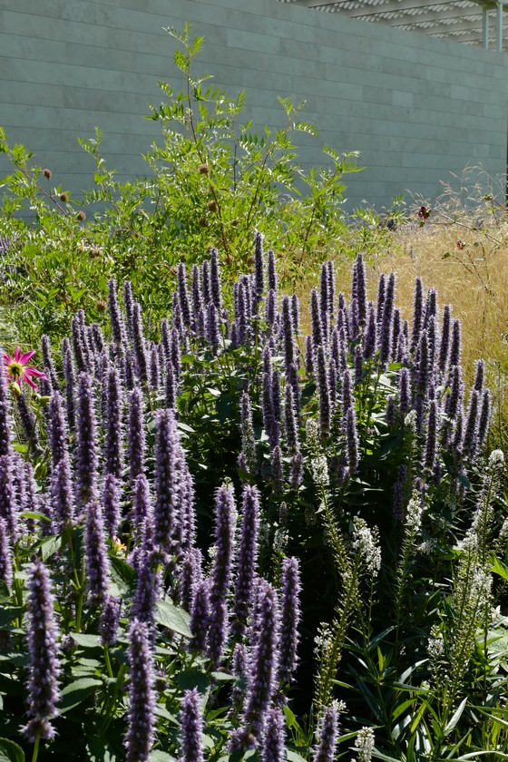 Agastache 'Black Adder'