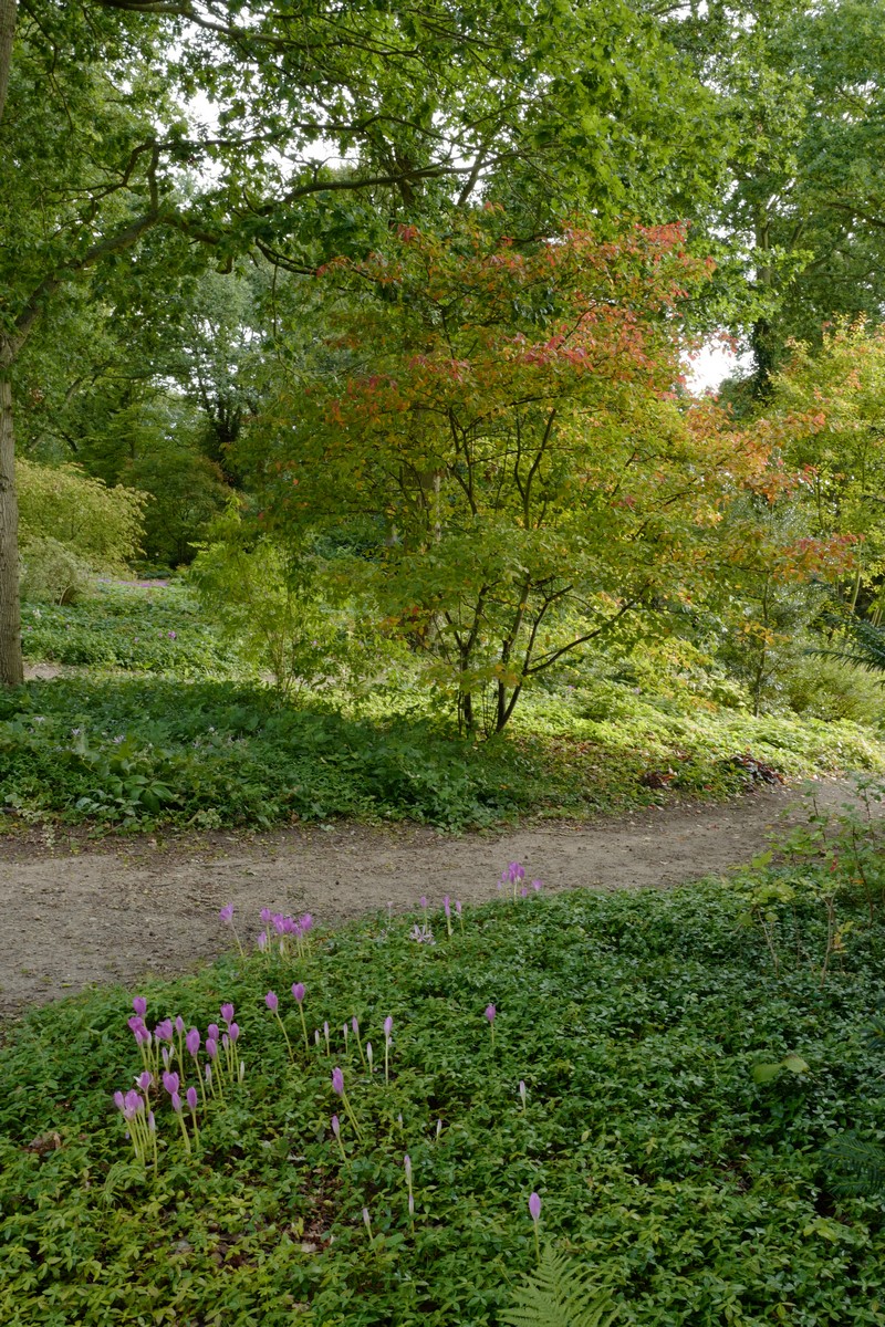 Amelanchier lamarckii
