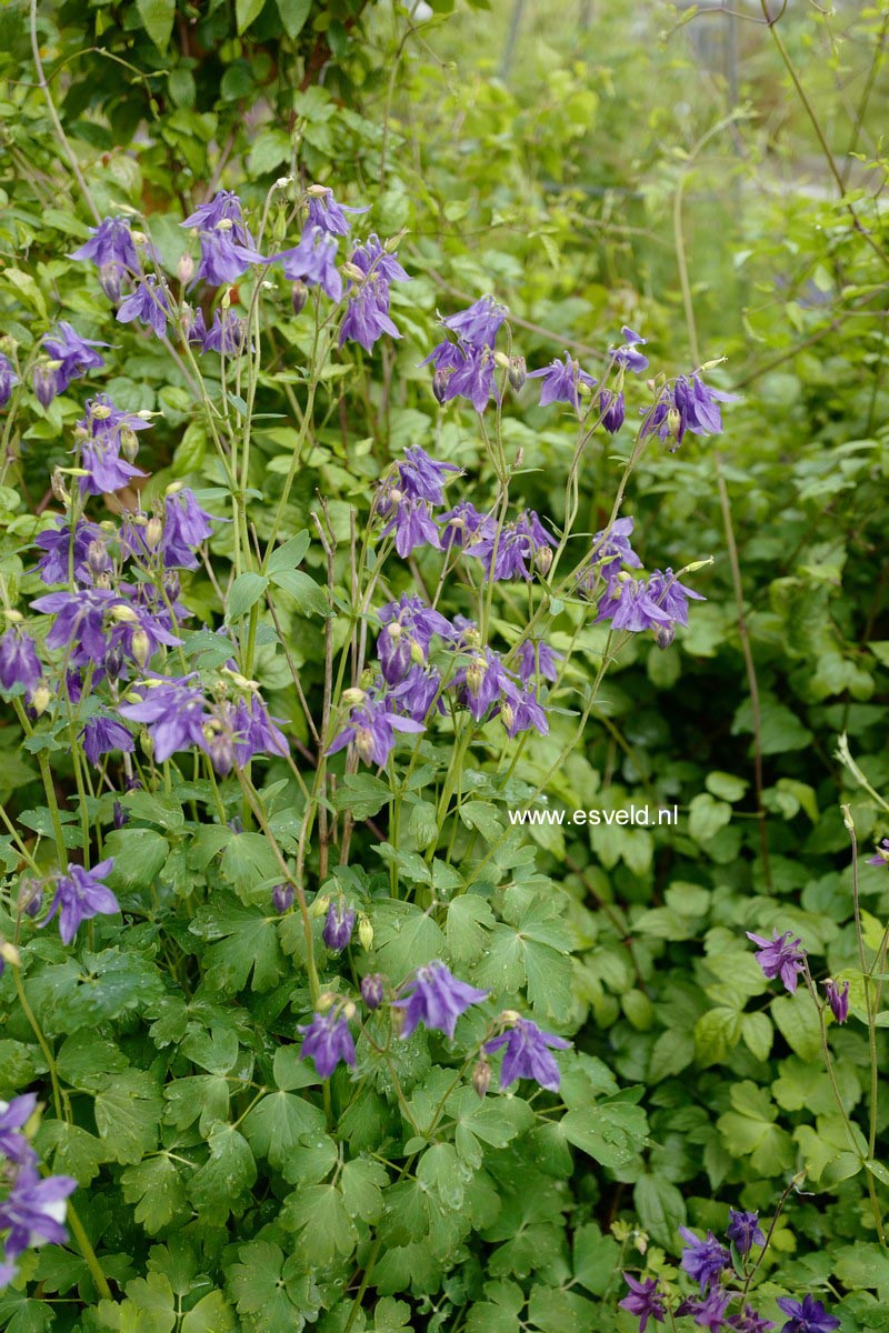 Aquilegia vulgaris