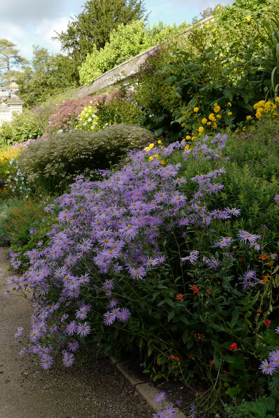 Aster frikartii 'Moench'