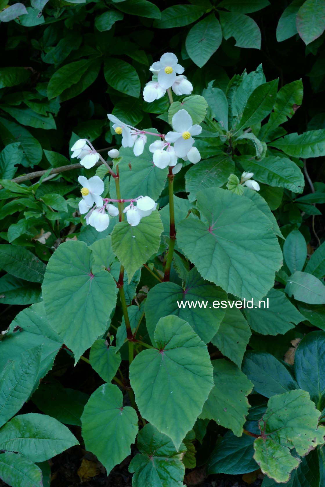 Begonia grandis