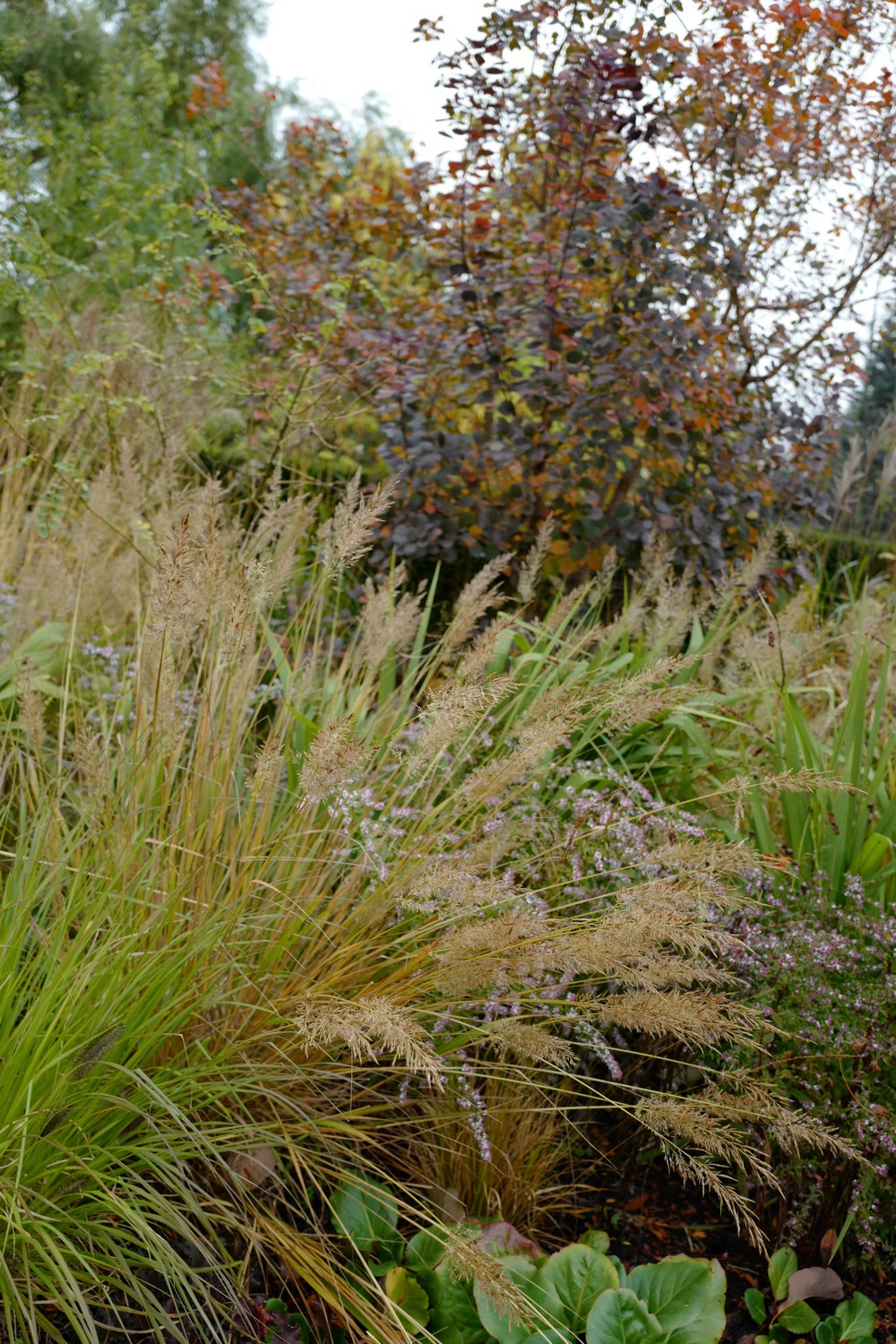 Calamagrostis brachytricha