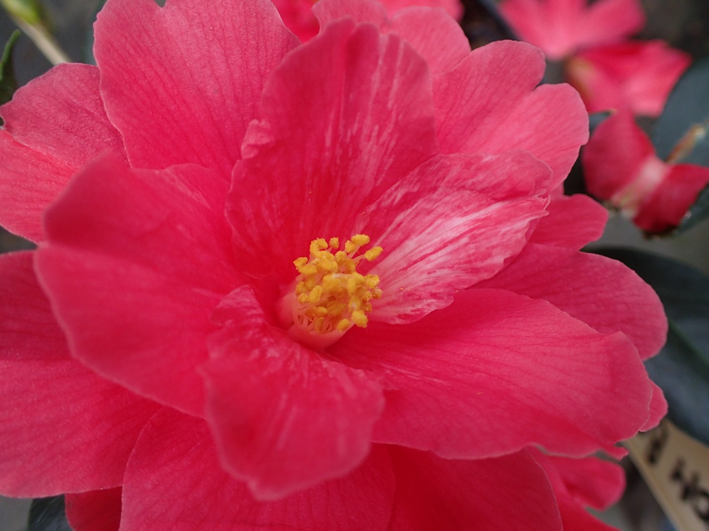Camellia 'Freedom Bell'