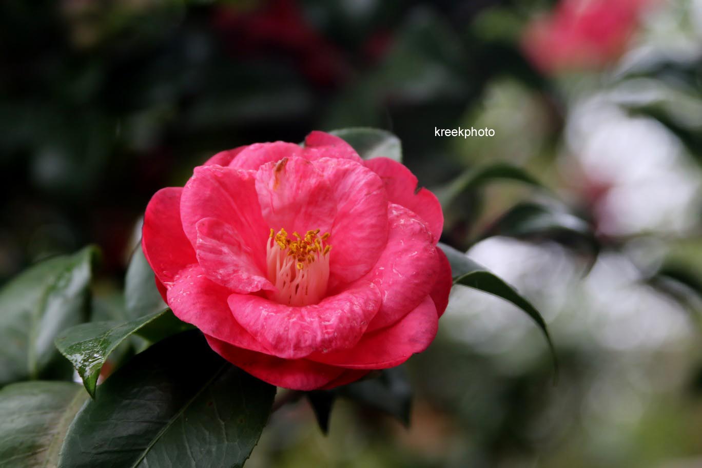 Camellia japonica