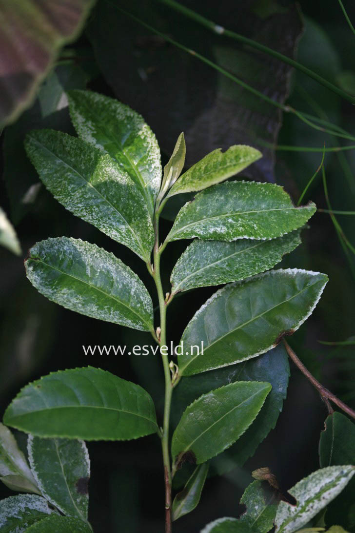Camellia sasanqua 'Rainbow'