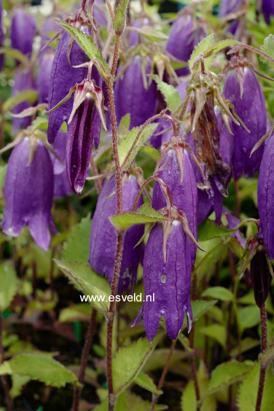 Campanula 'Sarastro'