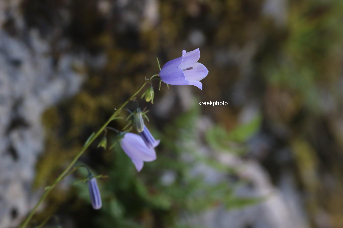 Campanula cochleariifolia