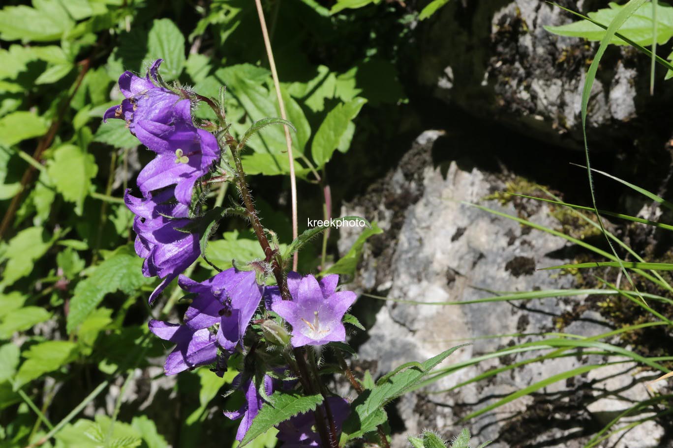 Campanula rapunculoides