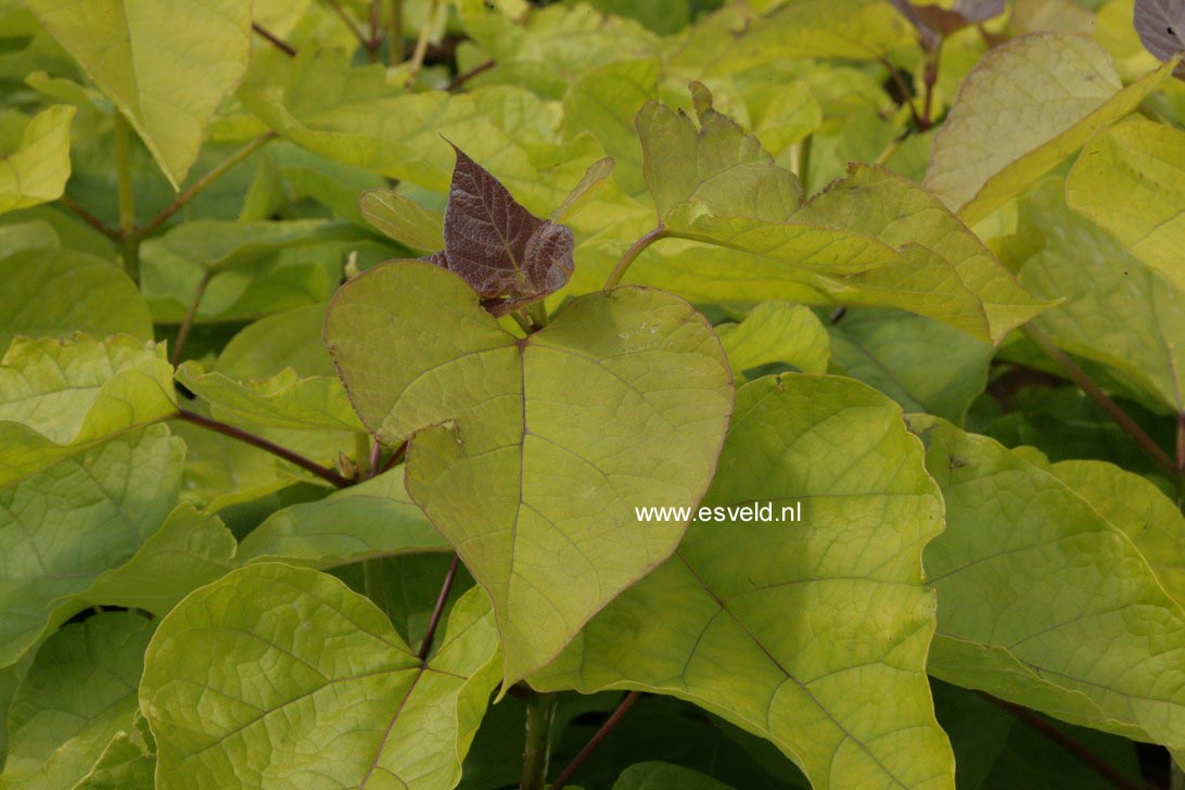 Catalpa bignonioides 'Aurea'