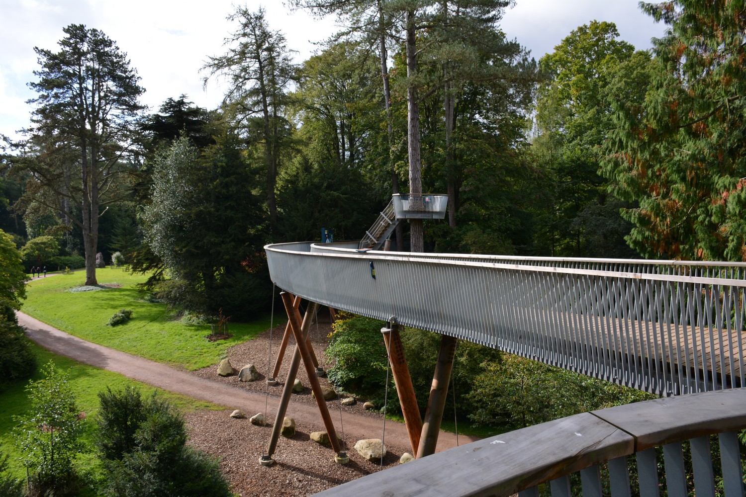 Cedrus libani 'Glauca Group'