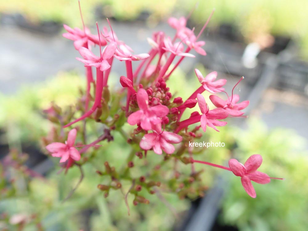 Centranthus ruber 'Coccineus'