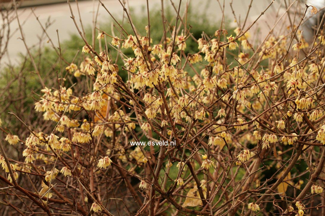 Chimonanthus praecox