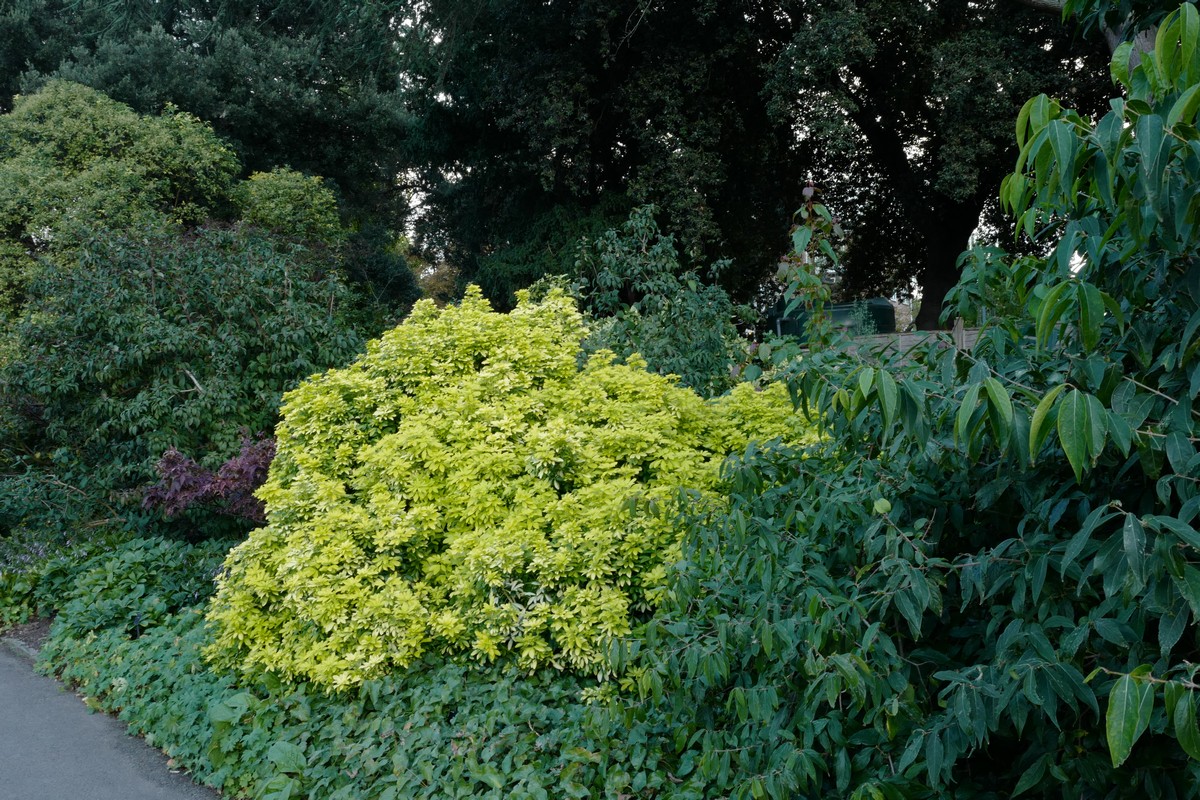 Choisya ternata 'Lich' (SUNDANCE)