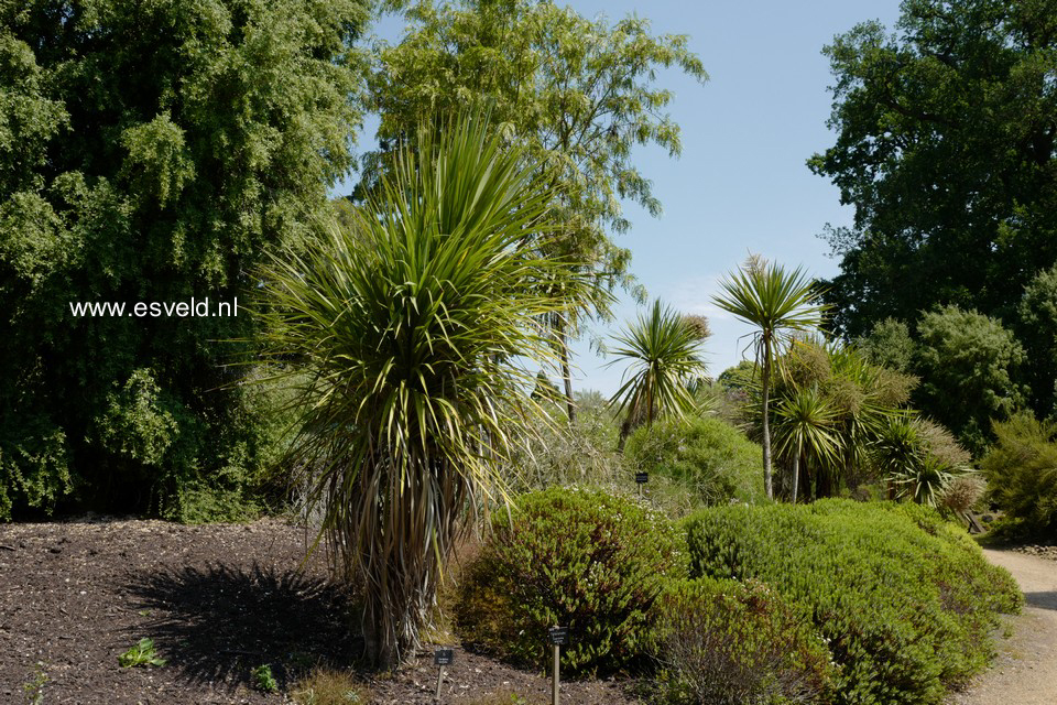 Cordyline australis