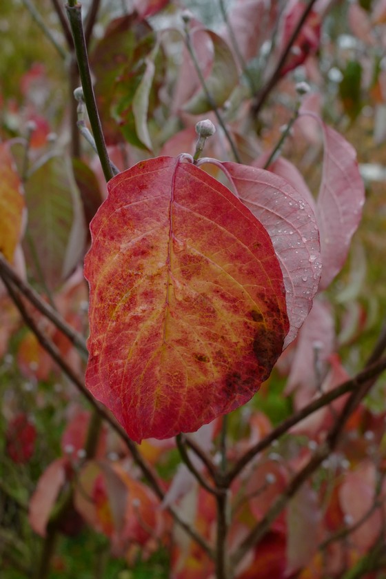 Cornus 'Rutdan' (CELESTIAL / GALAXY)