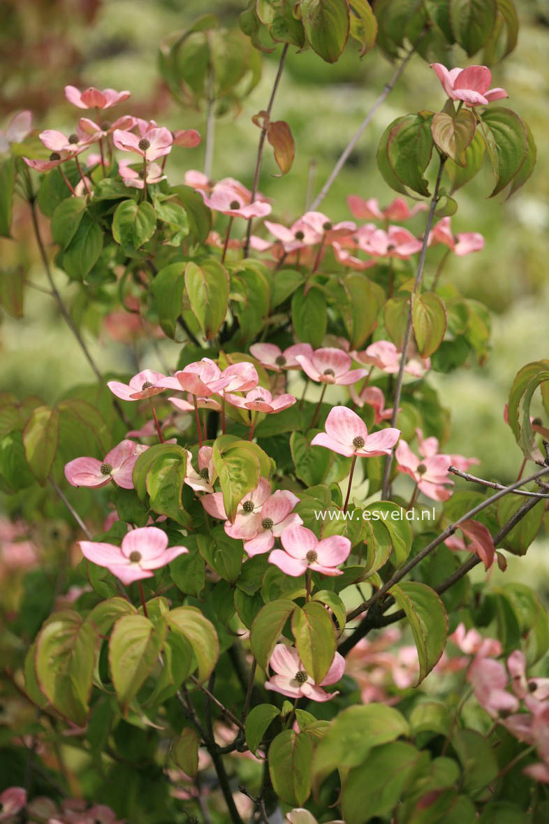 Cornus kousa 'Satomi'